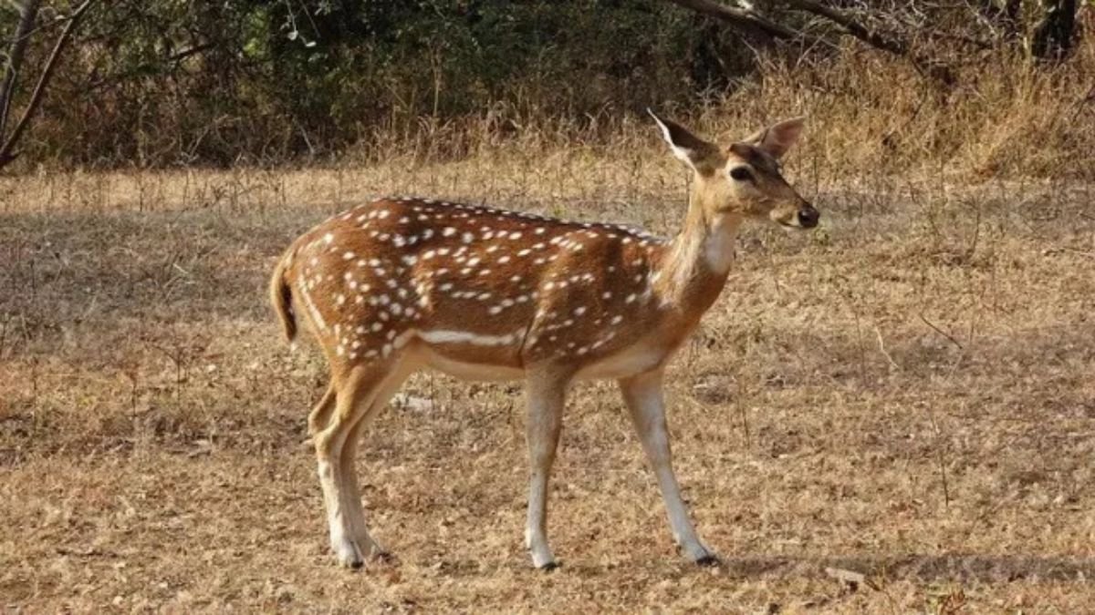 Chital