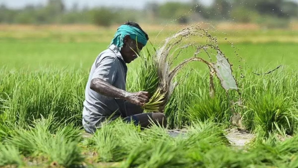 PM Fasal Bima Yojana Kisan