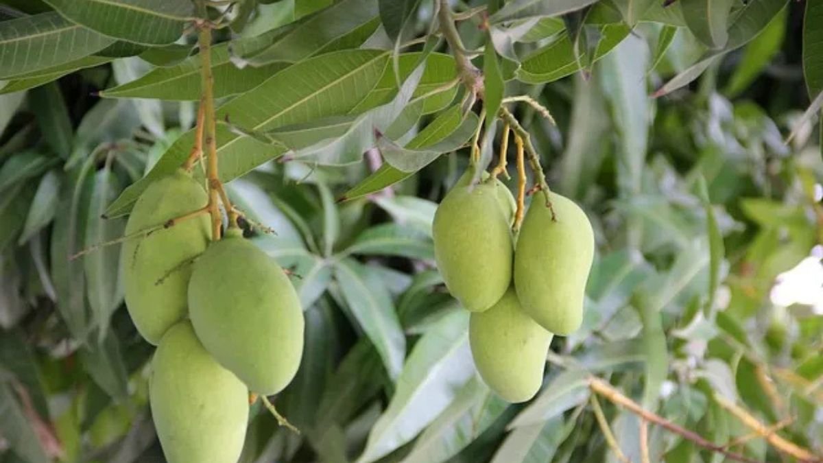 Dasheri Mango