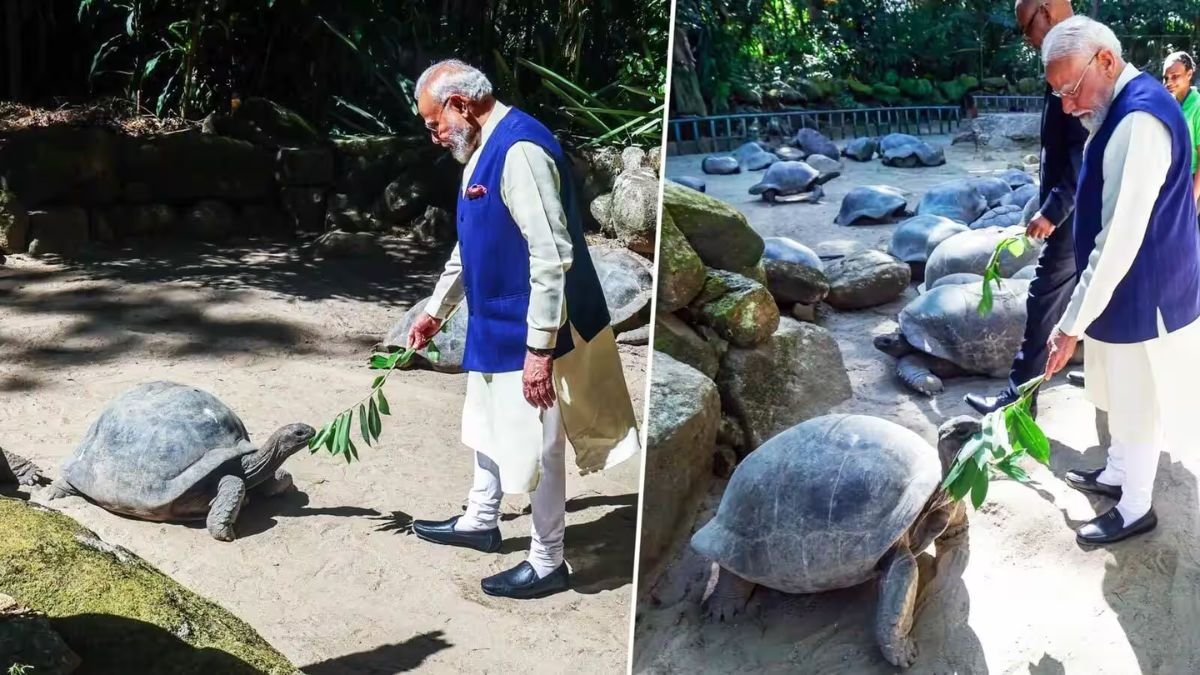 Aldabra Giant Tortoise