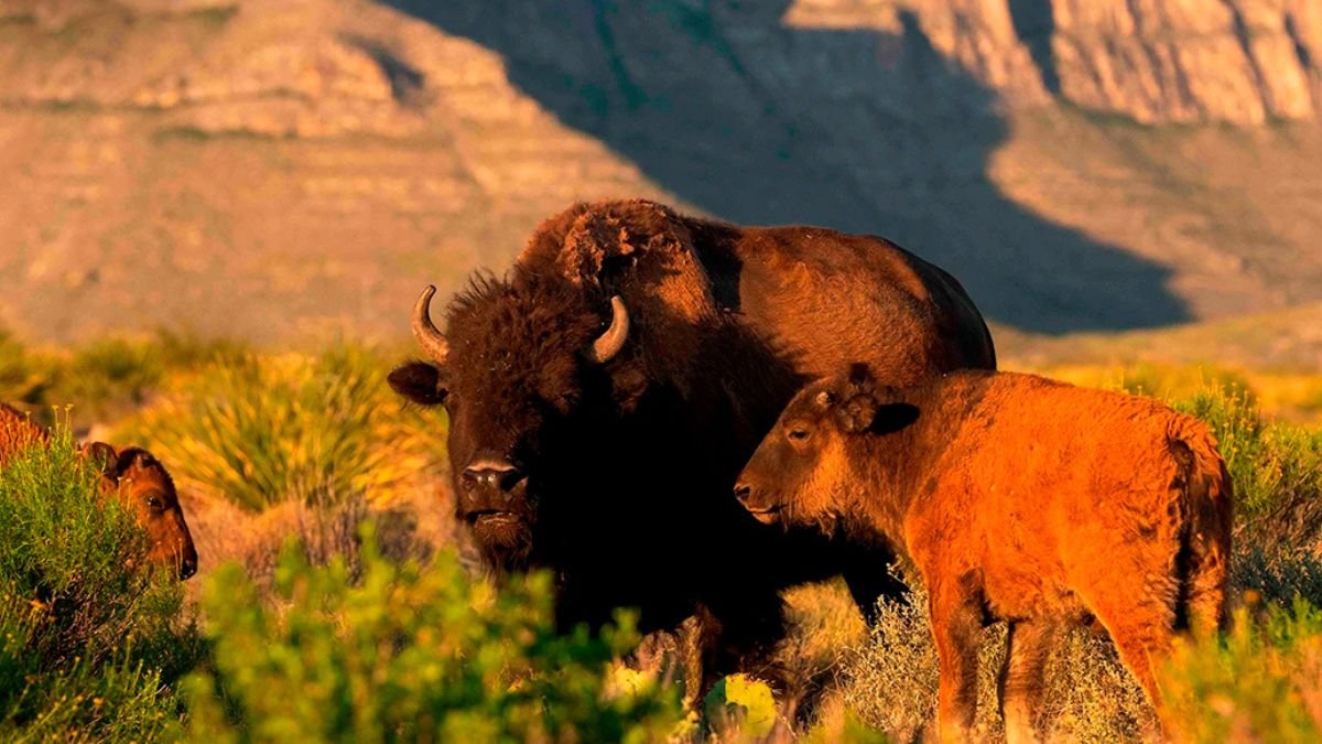 American Bison
